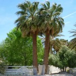 Washingtonia Falifera (California Palm Tree)