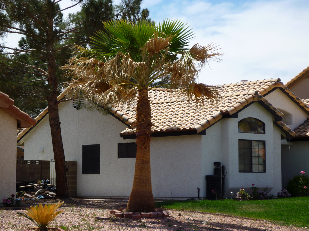Affordable Tree Service Skinning Mexican Palm Tree