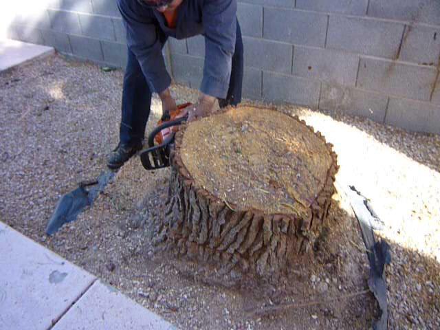 Affordable Tree Service Tree Removal